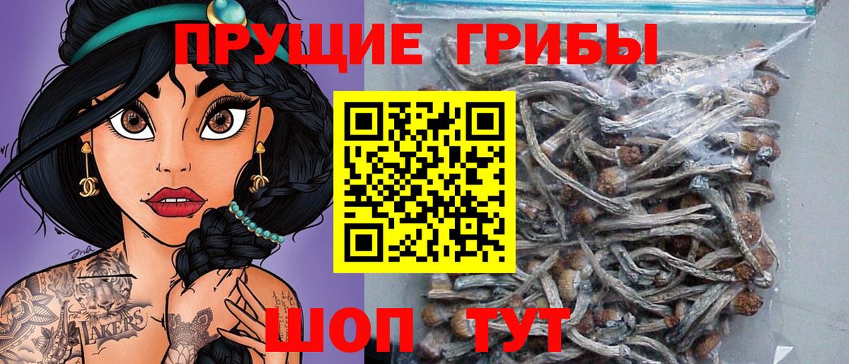 Галлюциногенные грибы Psilocybine cubensis Красный Сулин